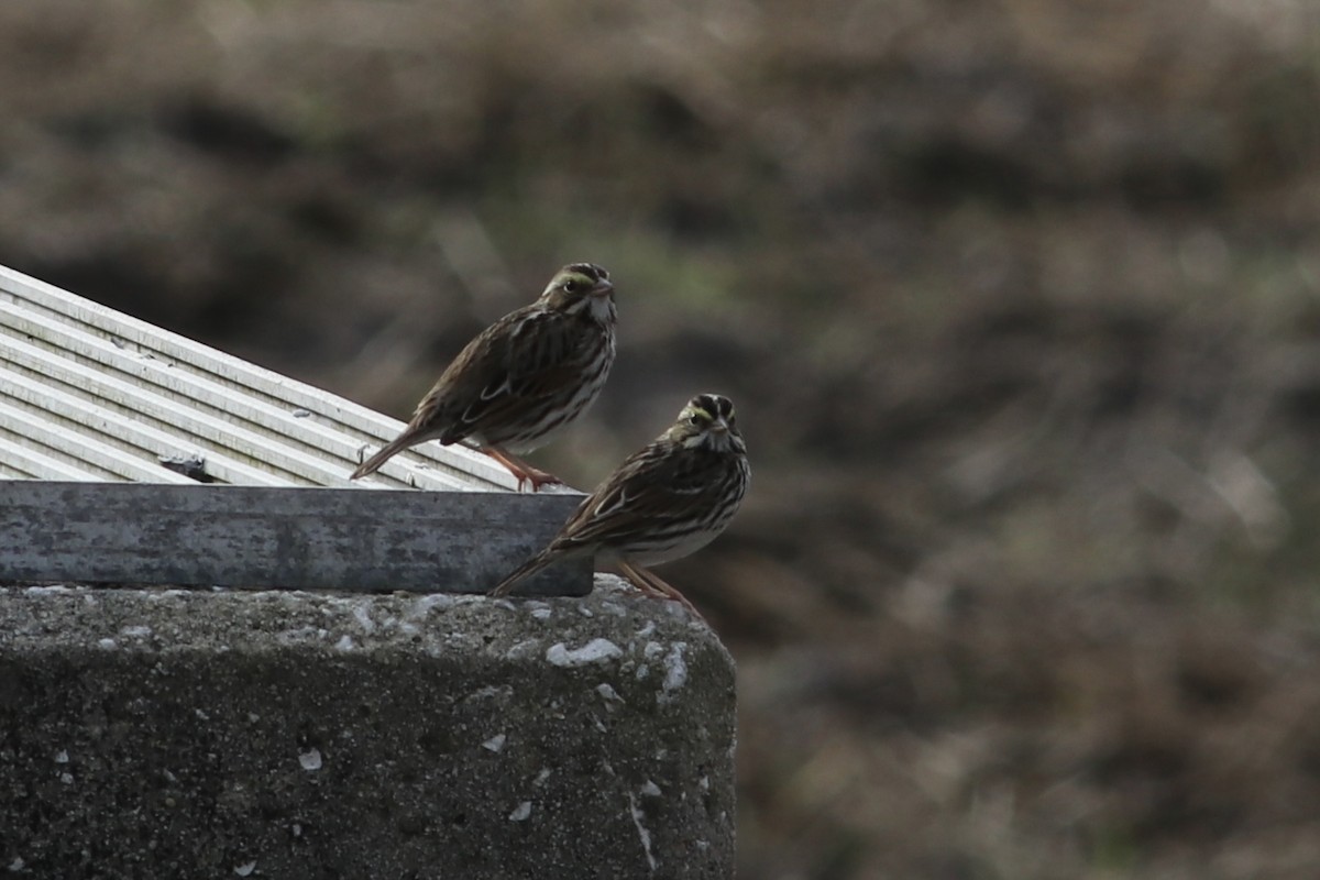 Savannah Sparrow - ML533321371