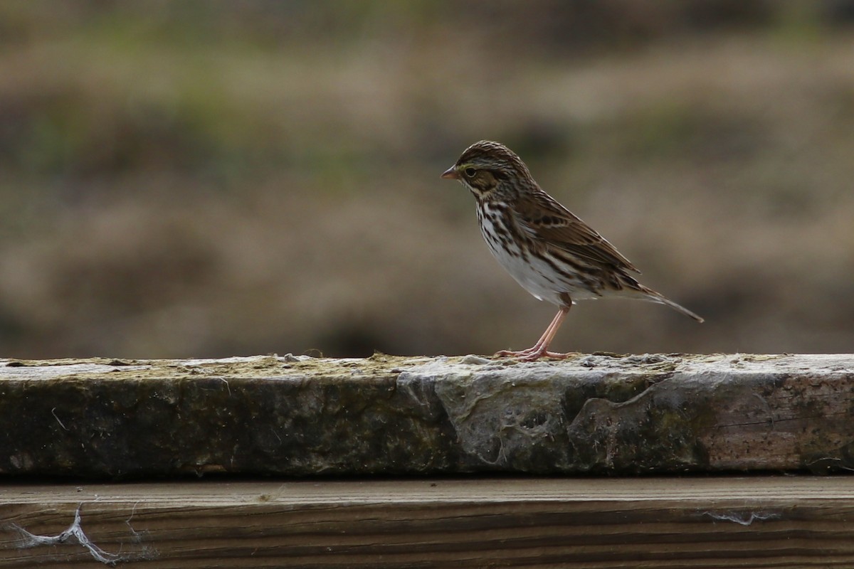 Savannah Sparrow - ML533321381