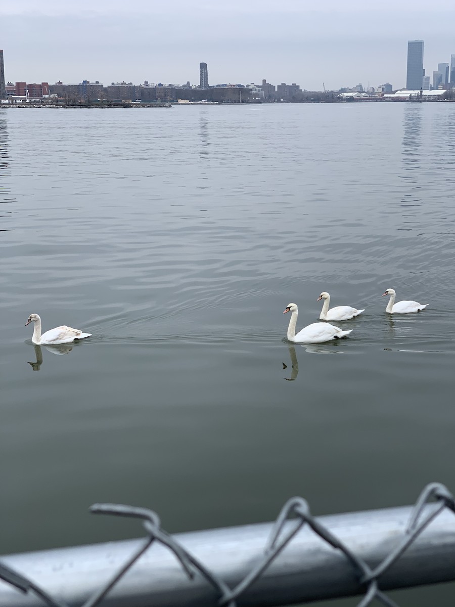 Cigno reale - ML533322191