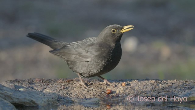 Eurasian Blackbird - ML533324631