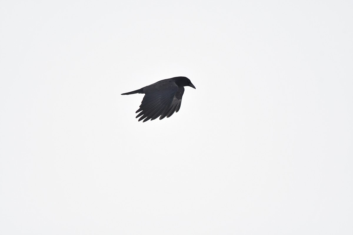 American Crow - ML533326601