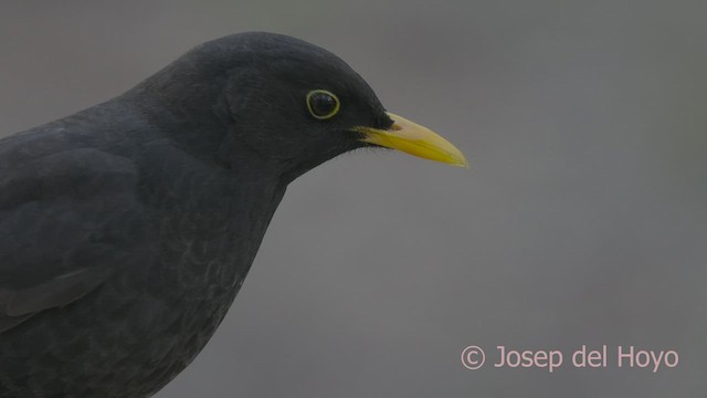 Eurasian Blackbird - ML533326811