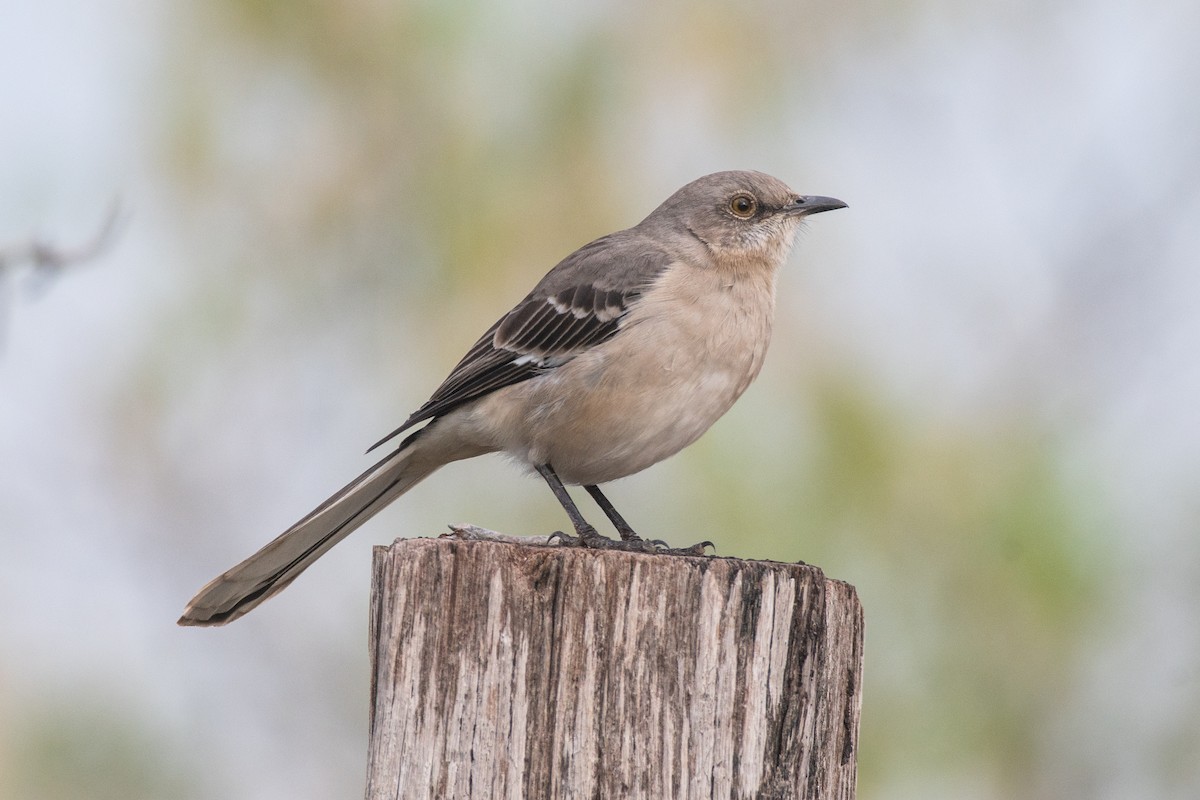 Northern Mockingbird - ML533326841