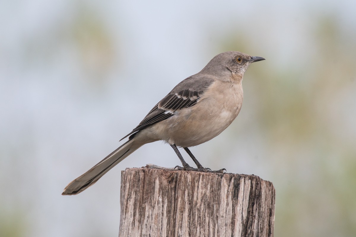 Northern Mockingbird - ML533326851