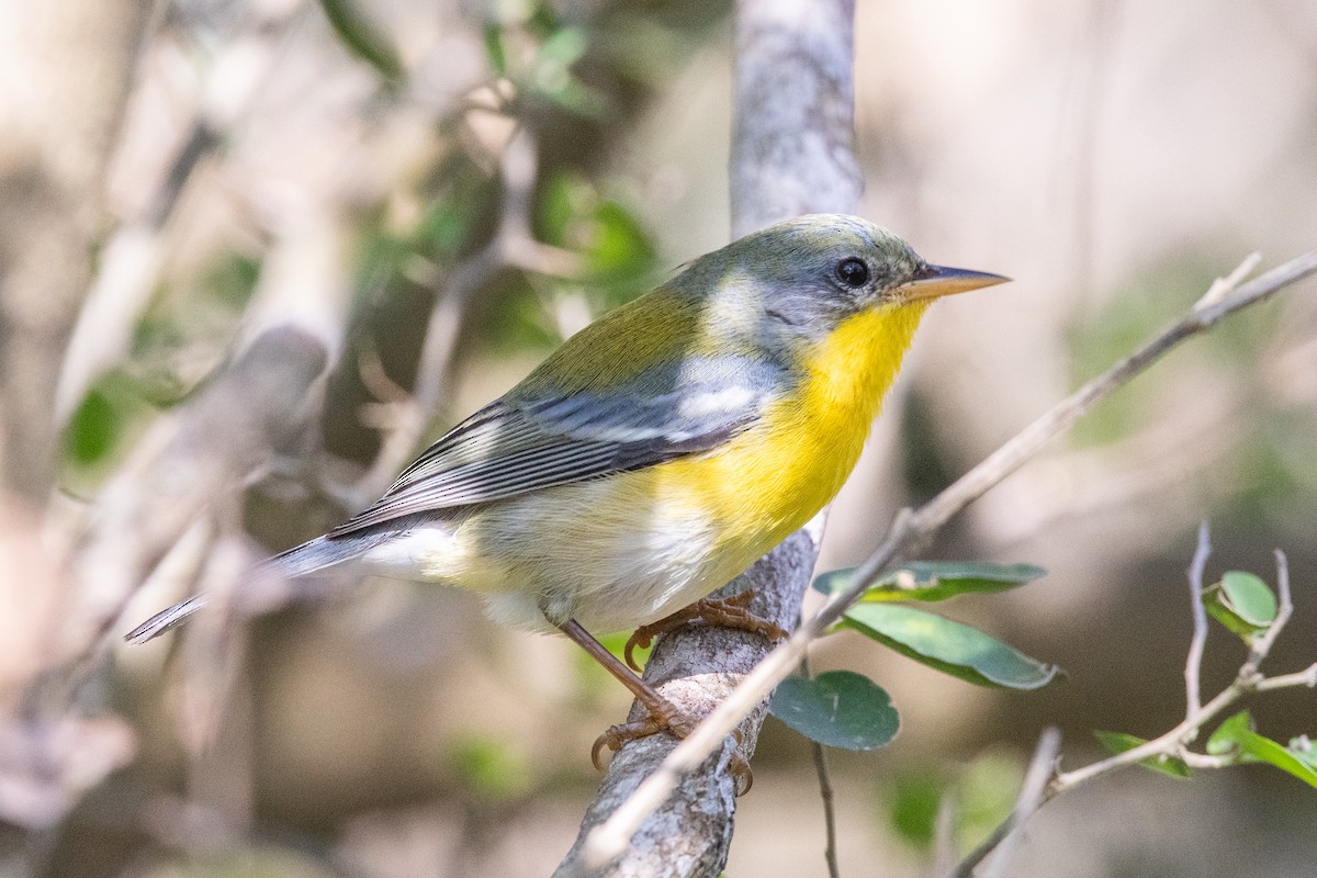 Northern x Tropical Parula (hybrid) - Cody Limber