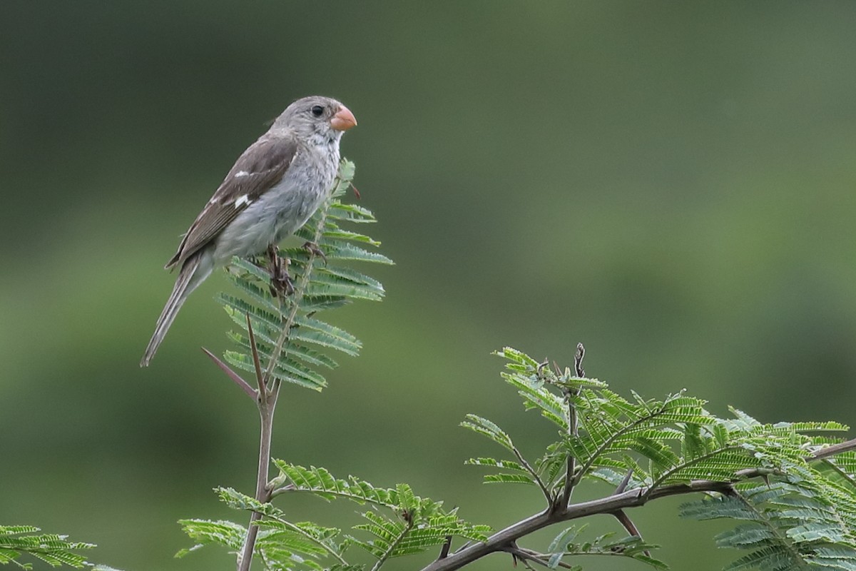 Drab Seedeater - Graham Montgomery