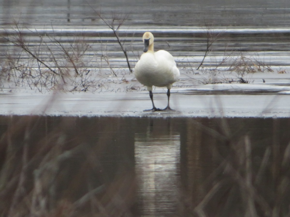 Tundra Swan - ML533329431