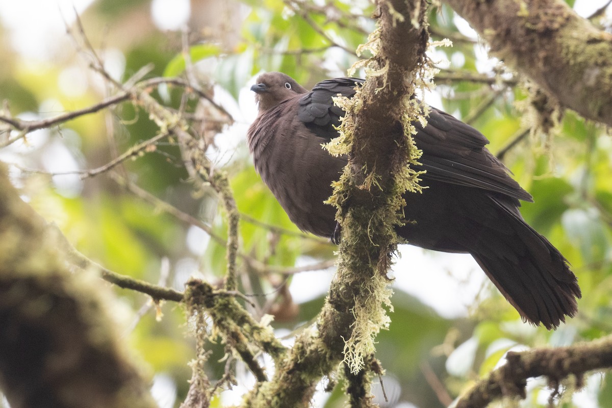 Plumbeous Pigeon - ML533329531