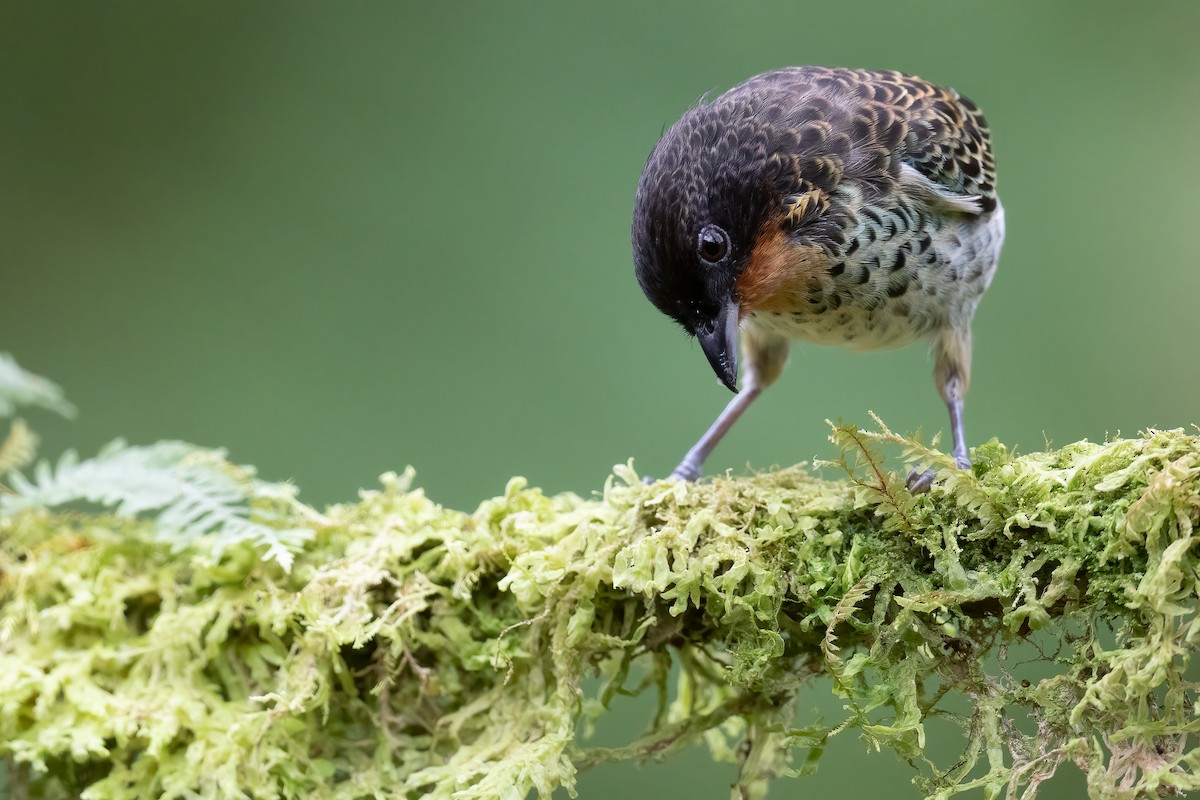 Rufous-throated Tanager - ML533330141