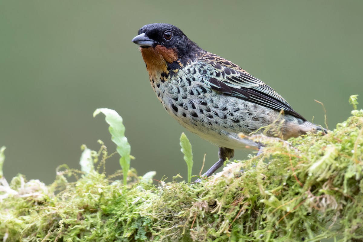 Rufous-throated Tanager - ML533330151