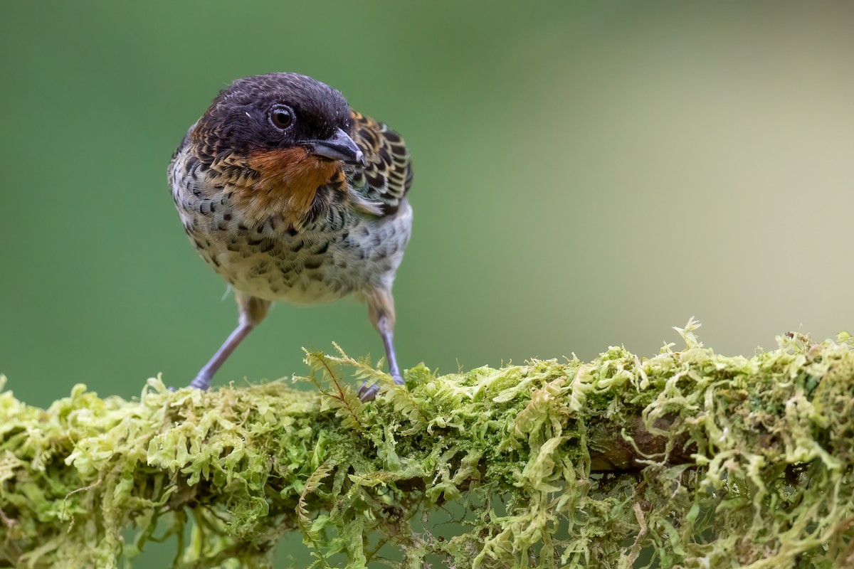 Rufous-throated Tanager - Ben  Lucking