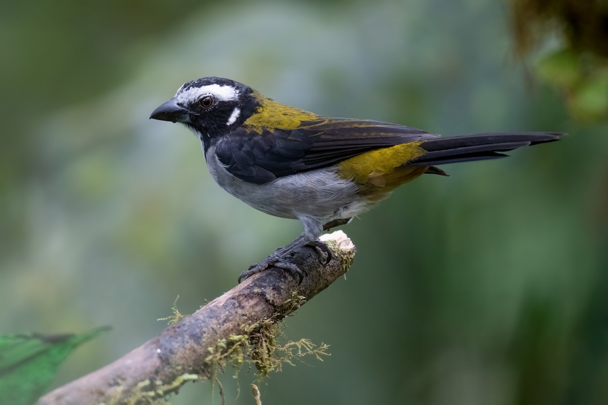 Black-winged Saltator - Ben Lucking