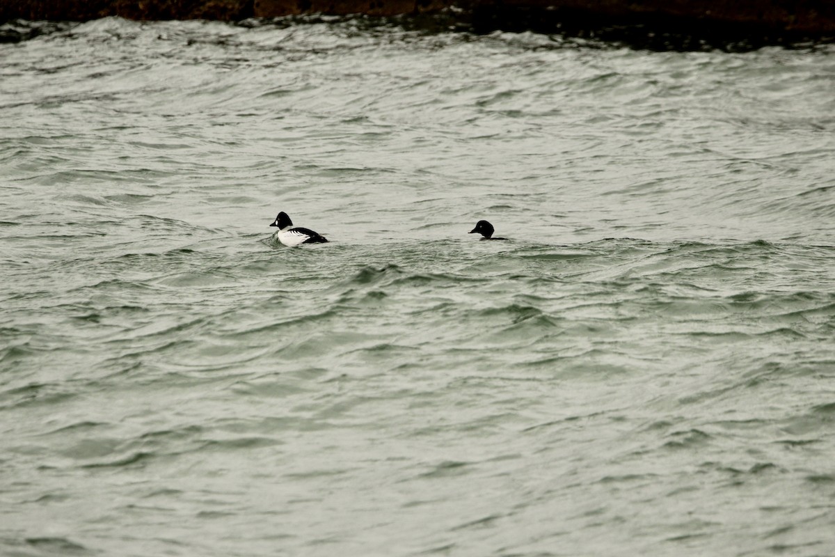 Common Goldeneye - ML533332451