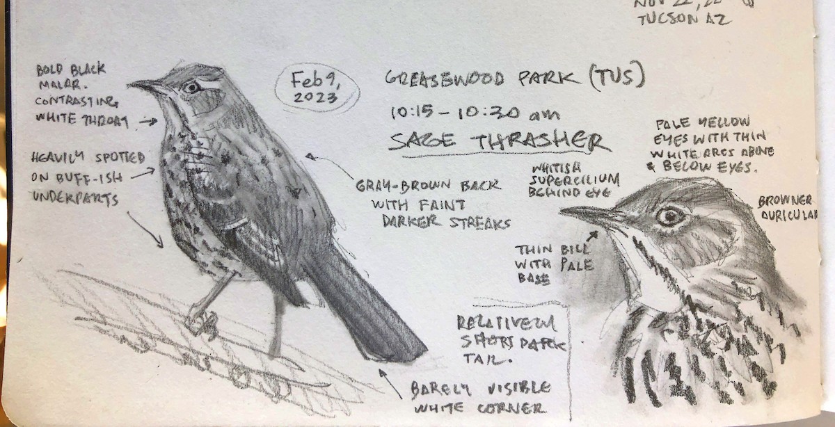 Sage Thrasher - Rafael Galvez