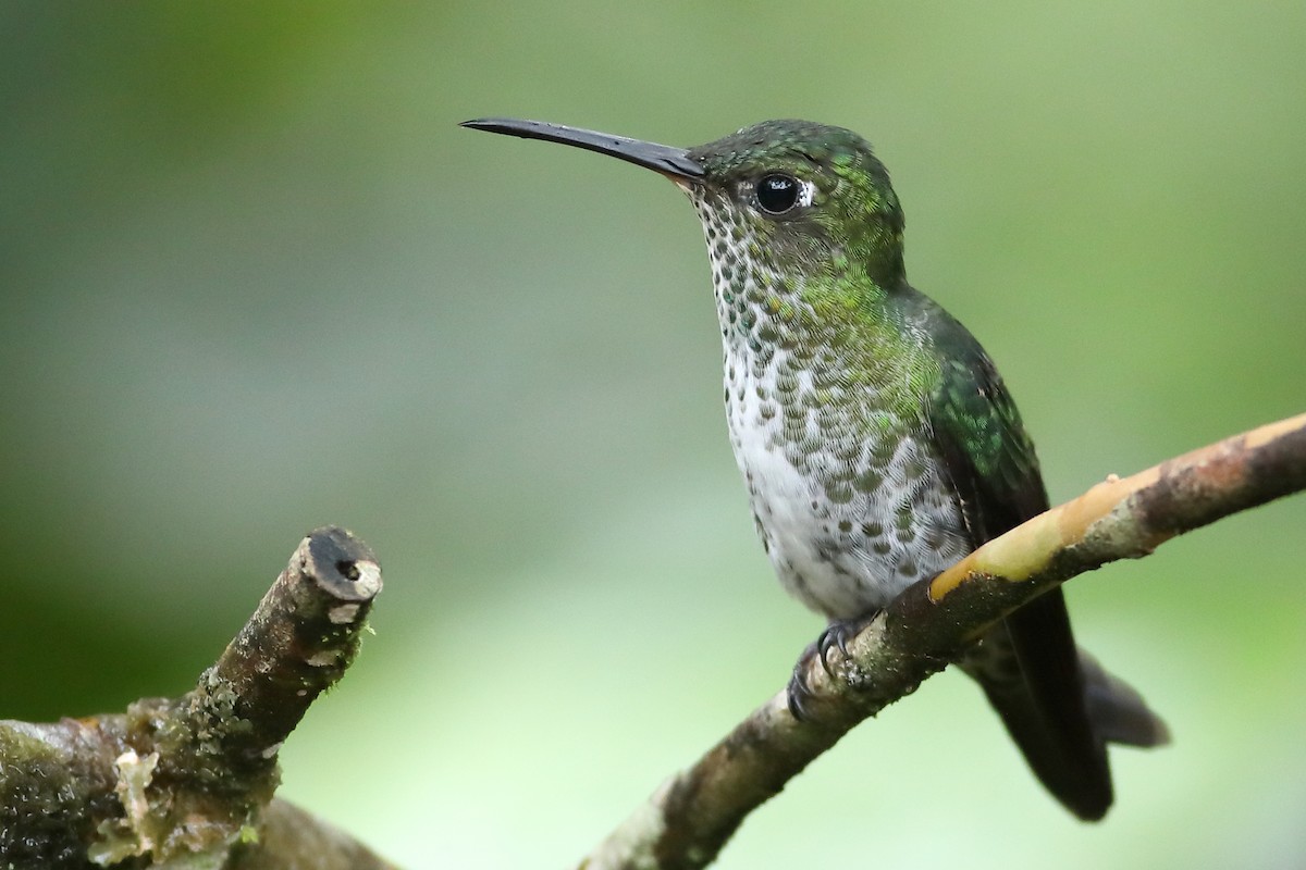 Many-spotted Hummingbird - ML53333331