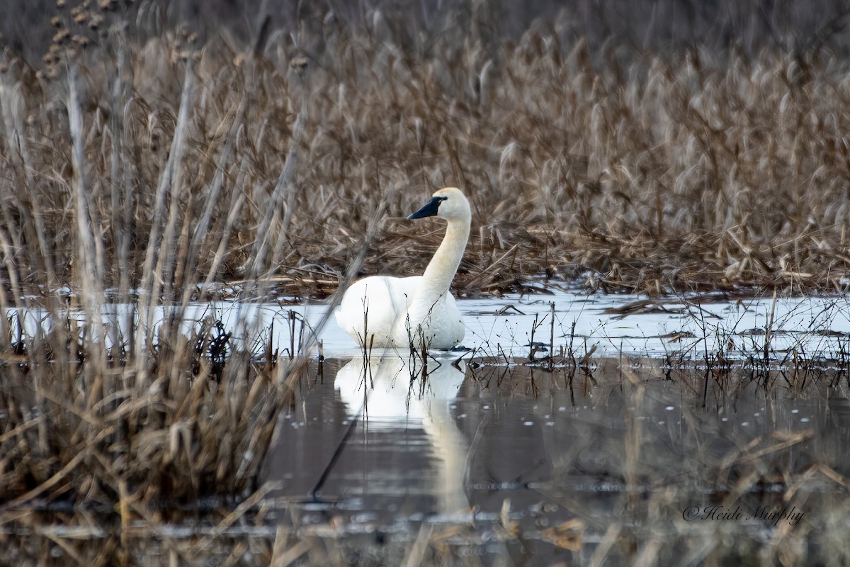 Tundra Swan - ML533333781