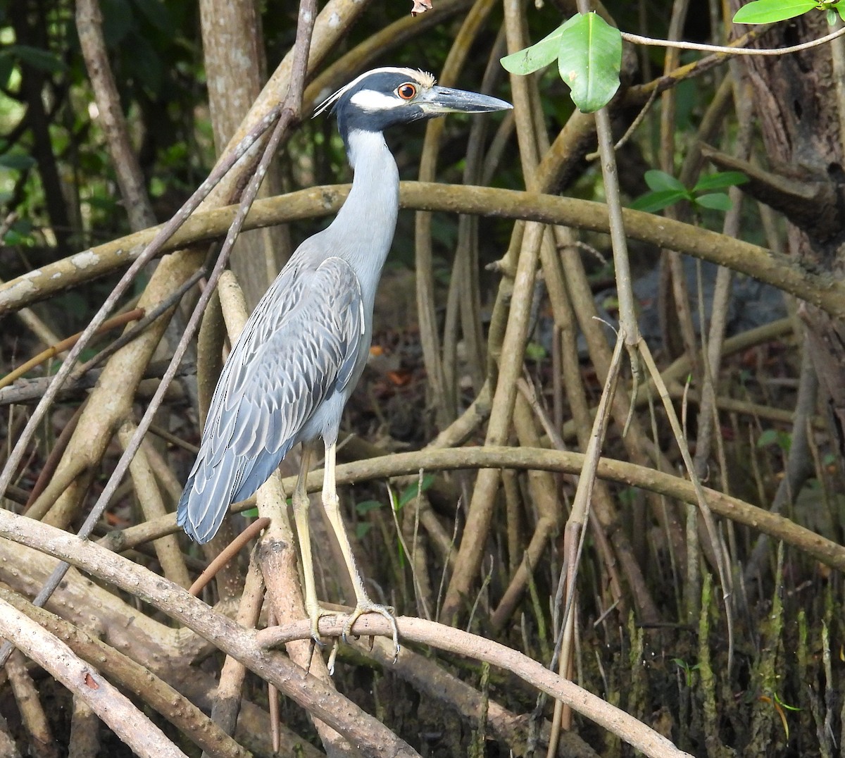 Yellow-crowned Night Heron - ML533333841