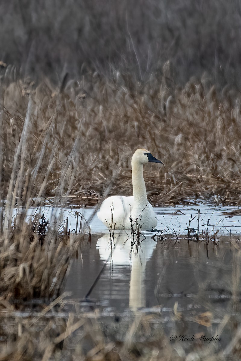 Tundra Swan - ML533333891