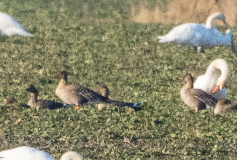 Tundra Bean-Goose - ML533335111