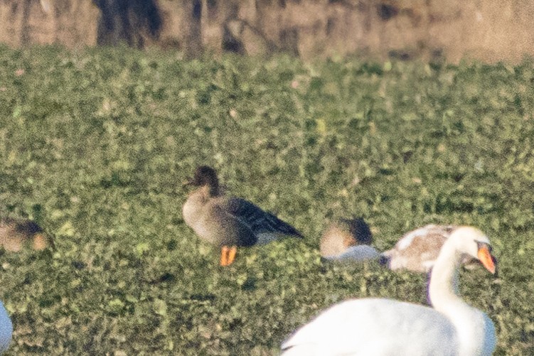 Tundra Bean-Goose - Michal Bagala