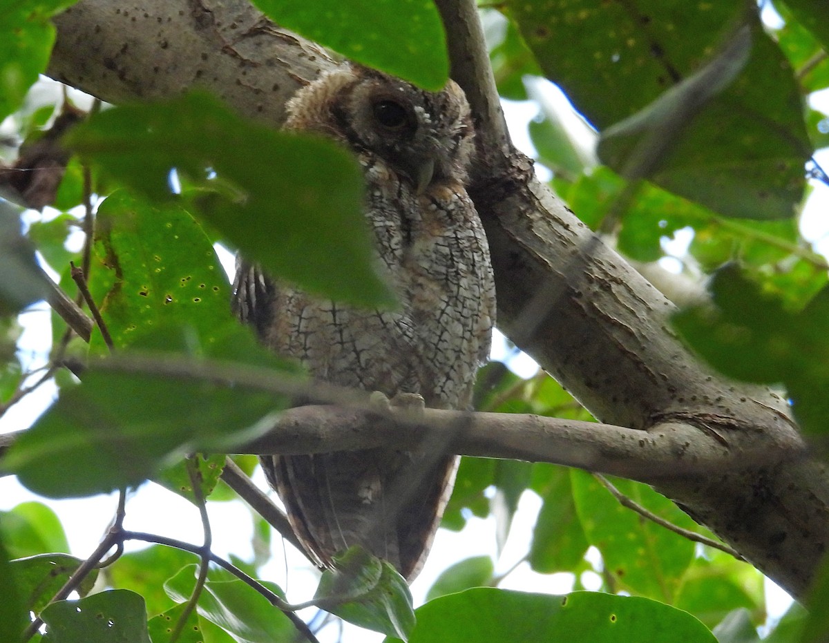 Tropical Screech-Owl - Jean Iron