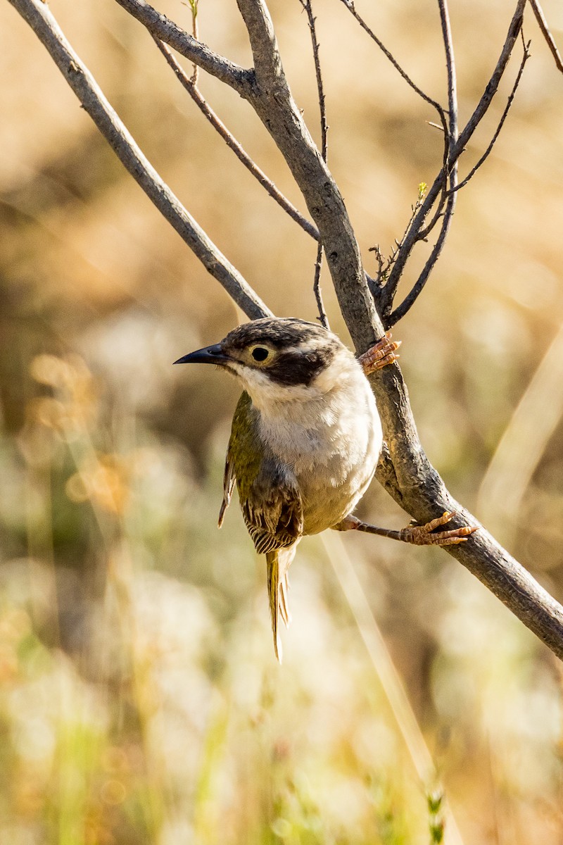 Brown-headed Honeyeater - ML533335961