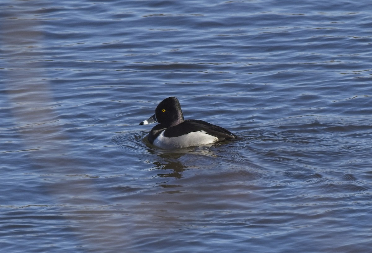 Ring-necked Duck - ML533336151