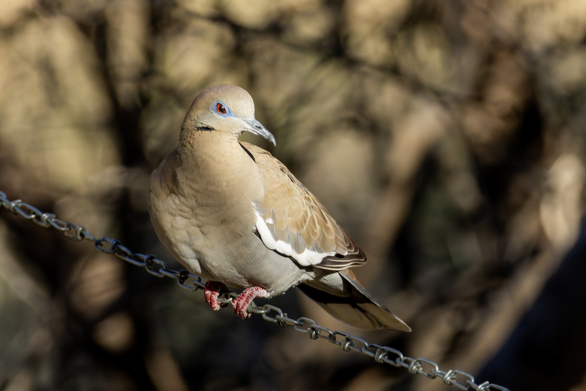 White-winged Dove - Zach Elwart