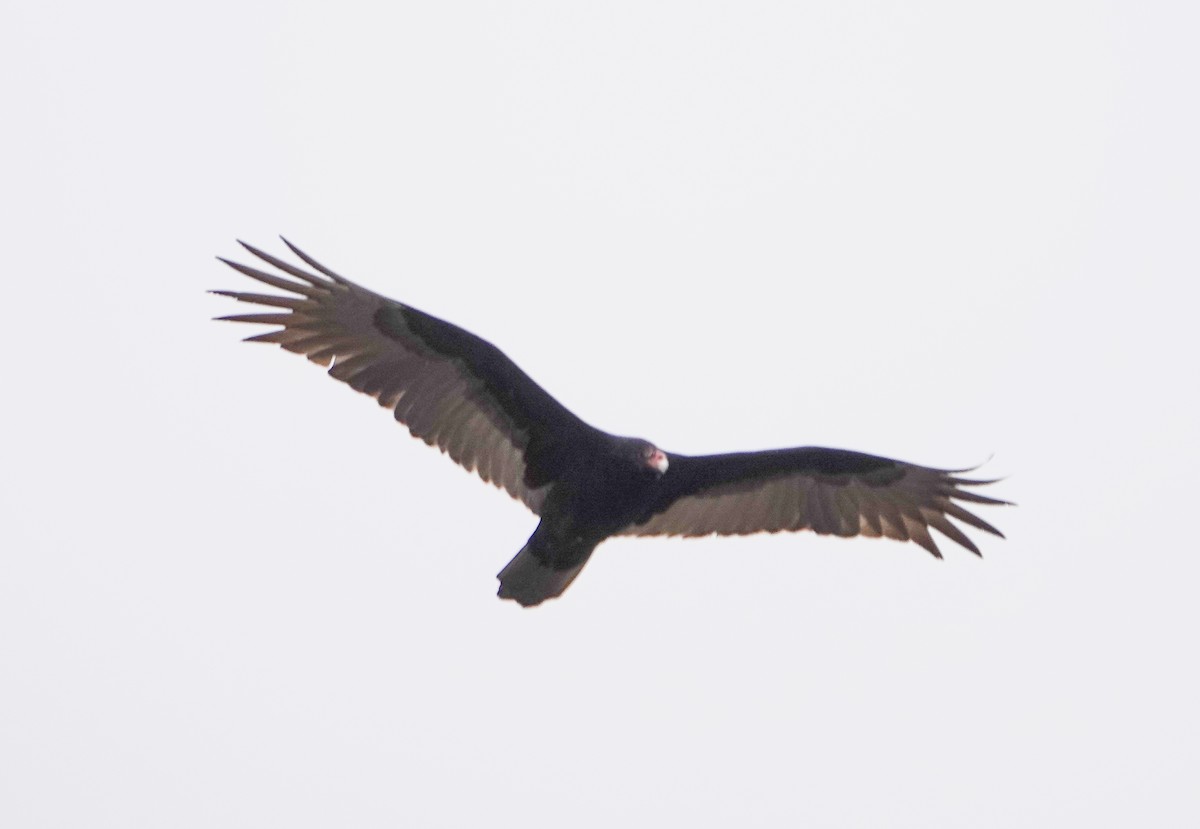Turkey Vulture - ML533336911