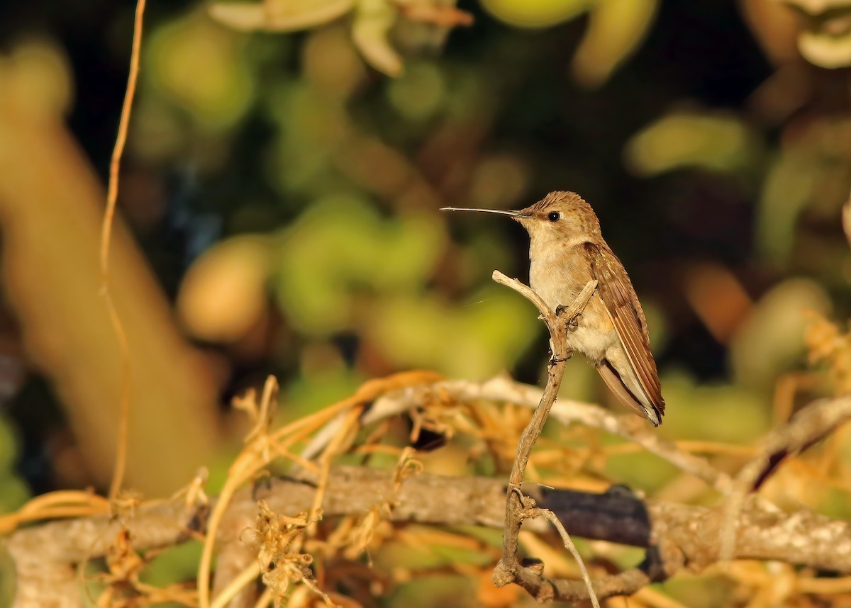 Black-chinned Hummingbird - ML533336941