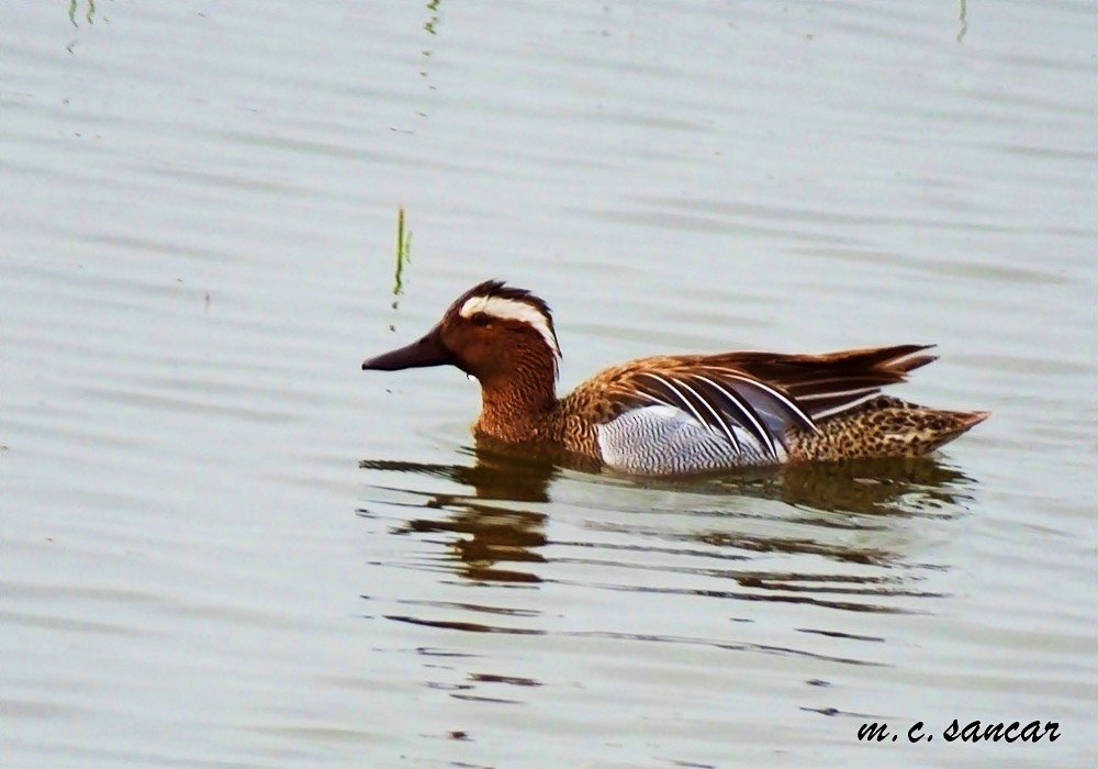 Garganey - ML533337291