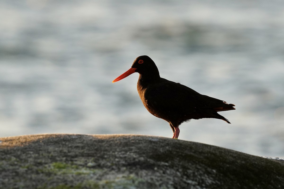 African Oystercatcher - Daniel Winzeler