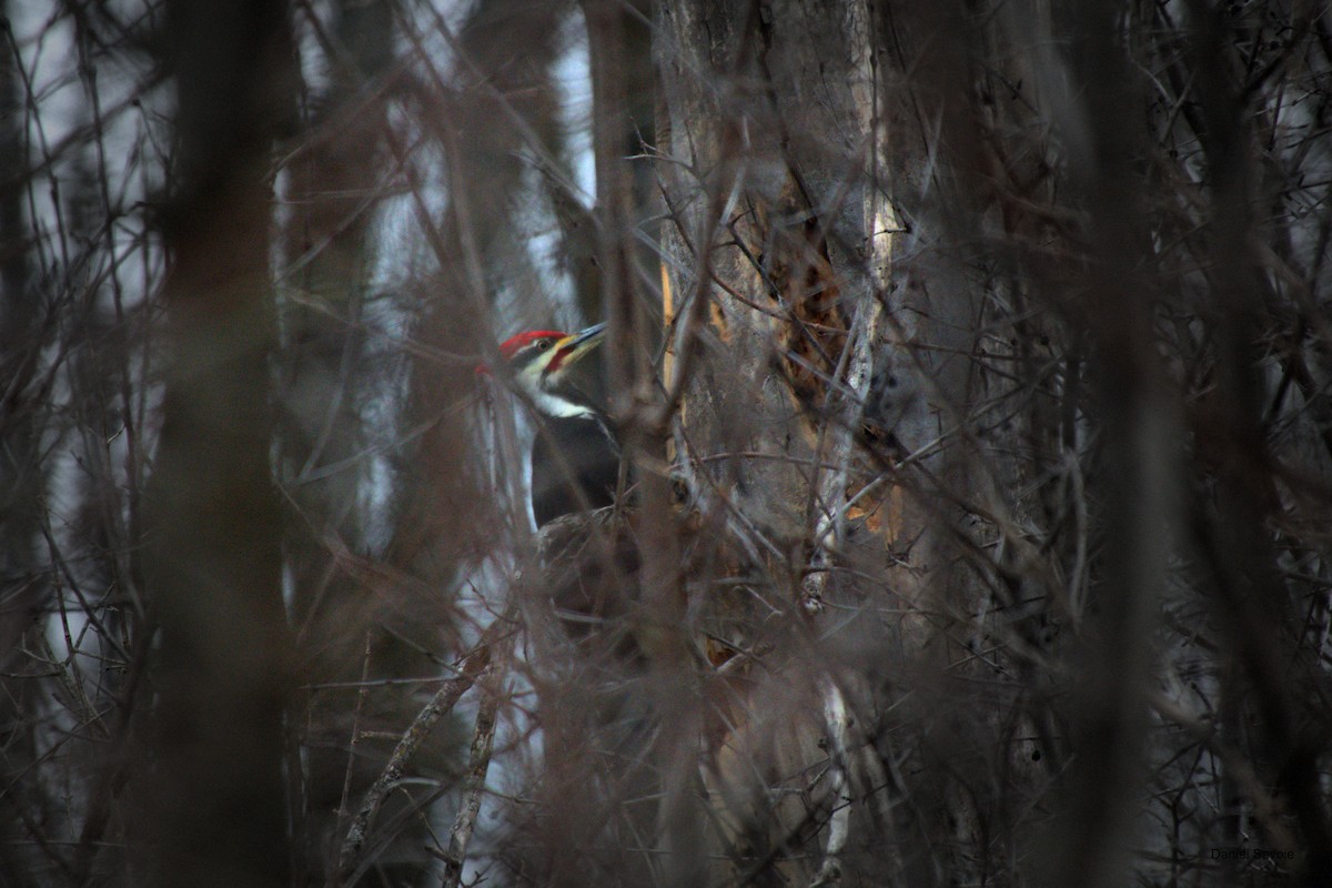 Pileated Woodpecker - ML533339661
