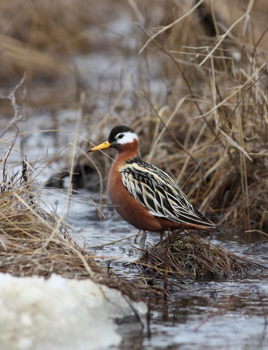 Red Phalarope - Jay McGowan