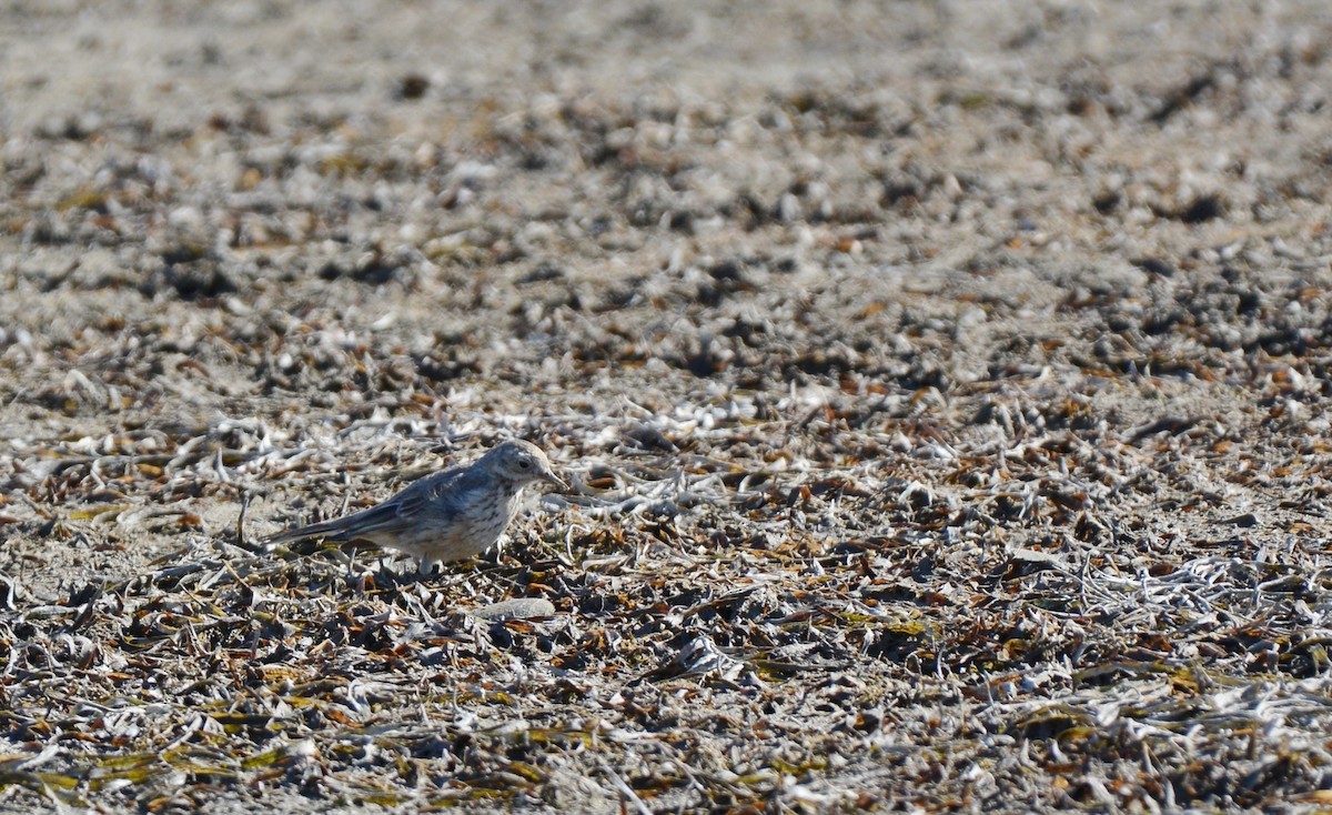 Pipit d'Amérique - ML53334151