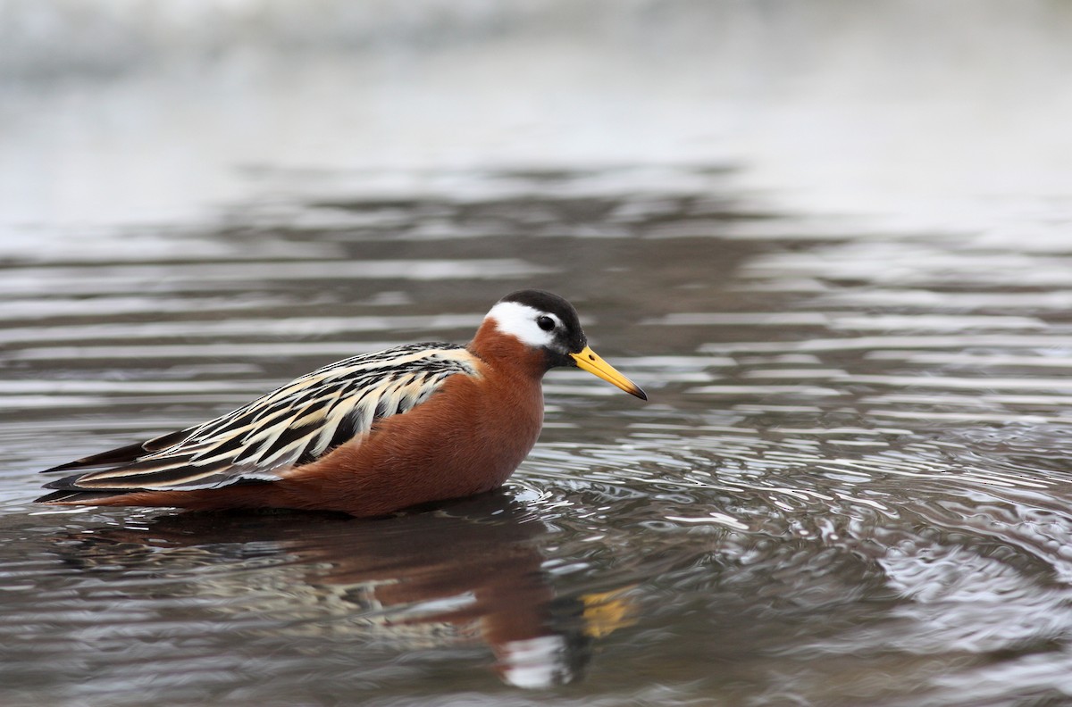 Red Phalarope - Jay McGowan