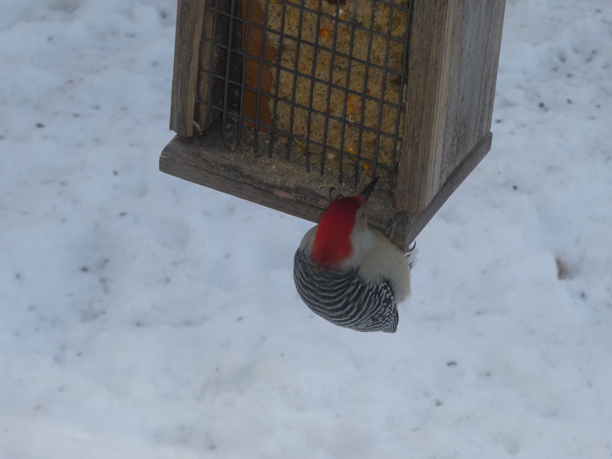 Red-bellied Woodpecker - ML533343321