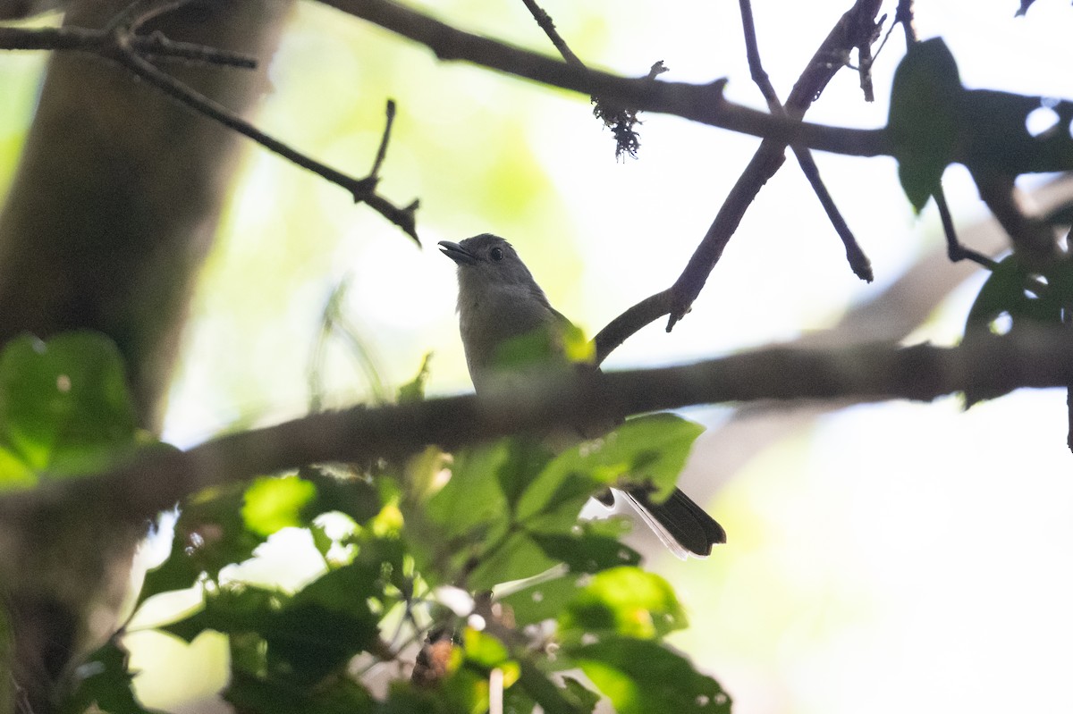 Variable Shrikethrush - ML533344061