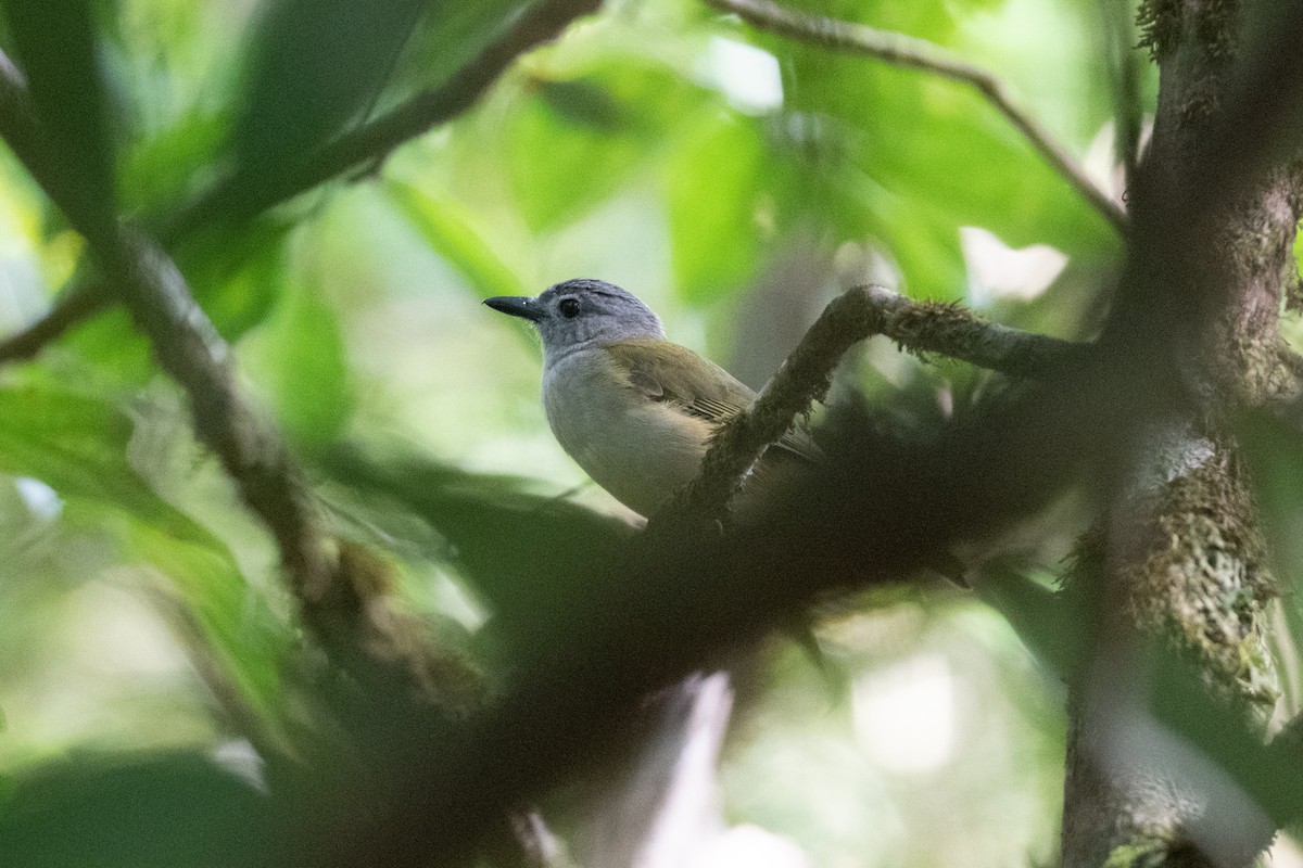 Variable Shrikethrush - ML533344151