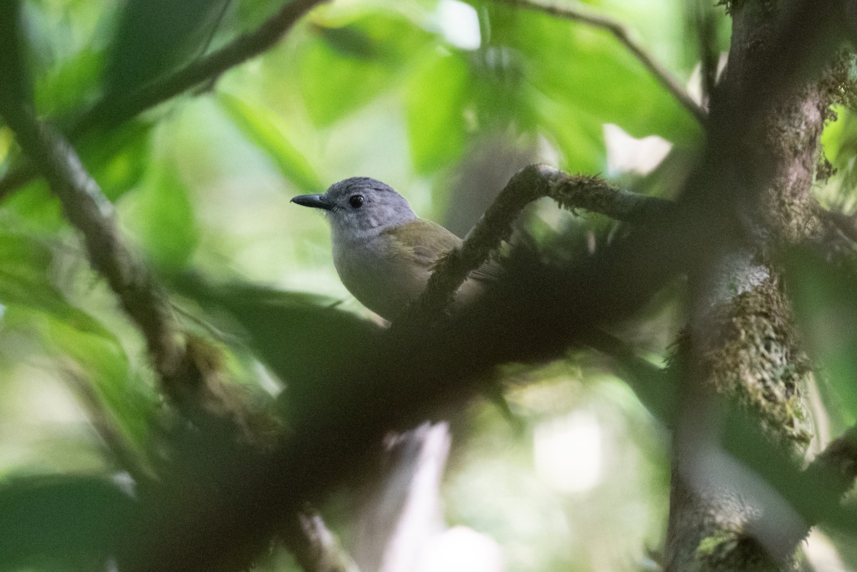 Variable Shrikethrush - ML533344161