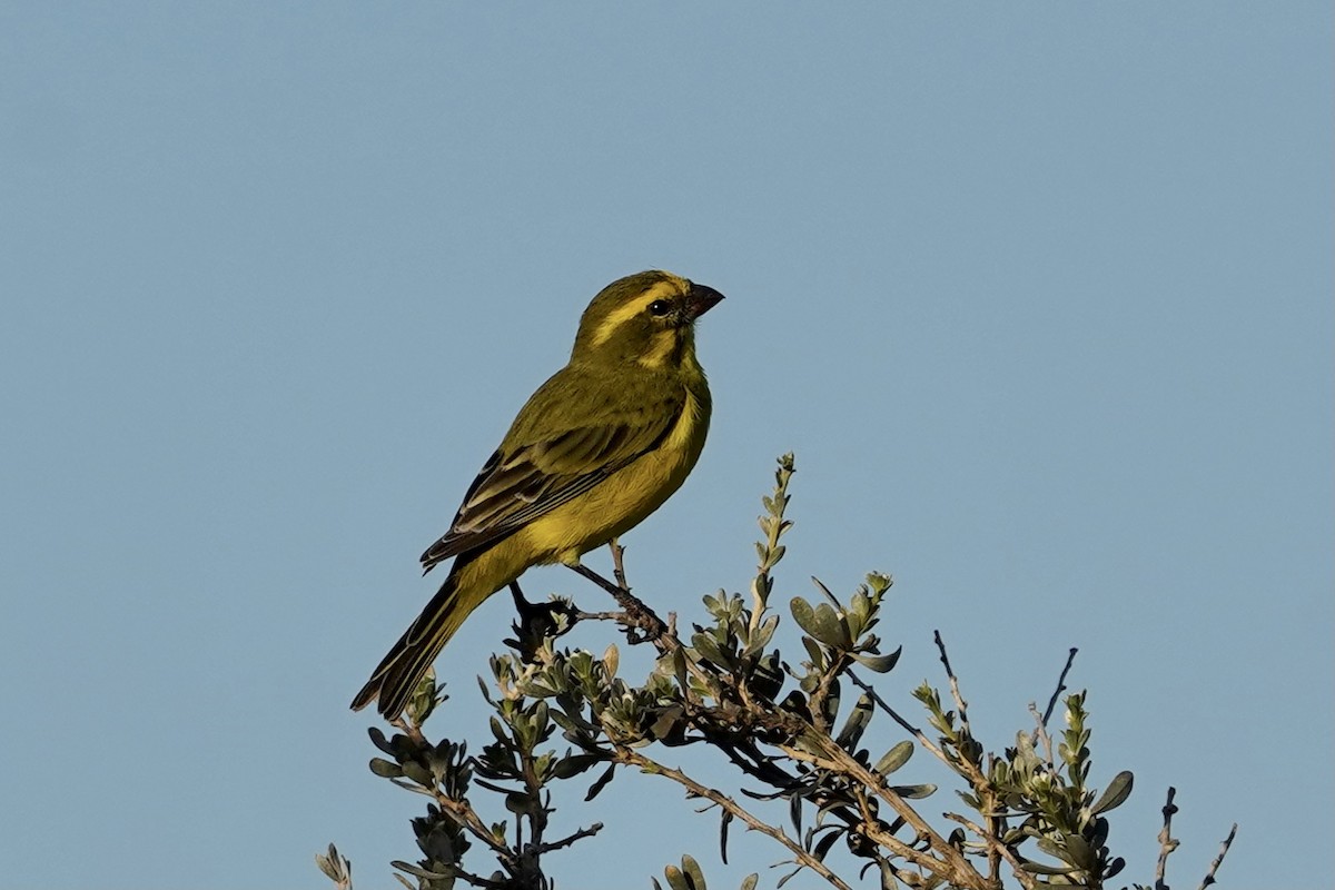 Yellow Canary - Daniel Winzeler