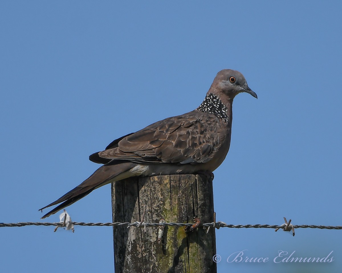 Spotted Dove - ML533345401