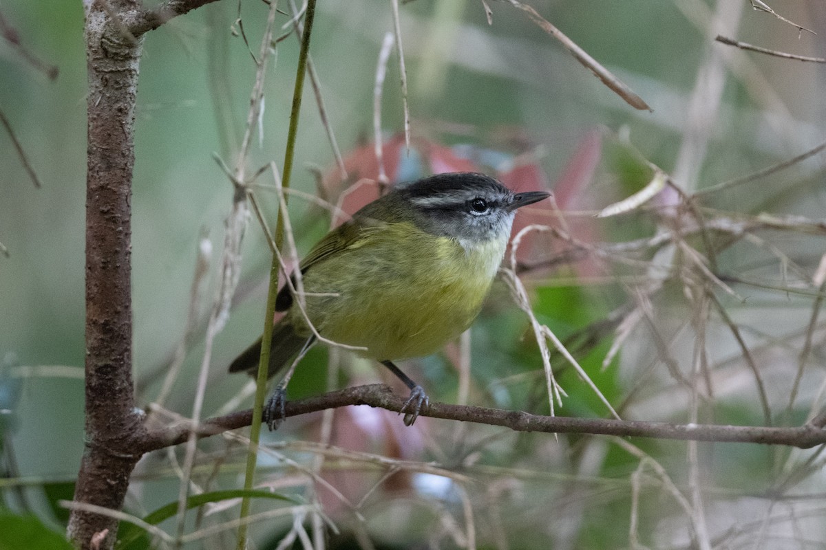 Island Leaf Warbler - ML533345971