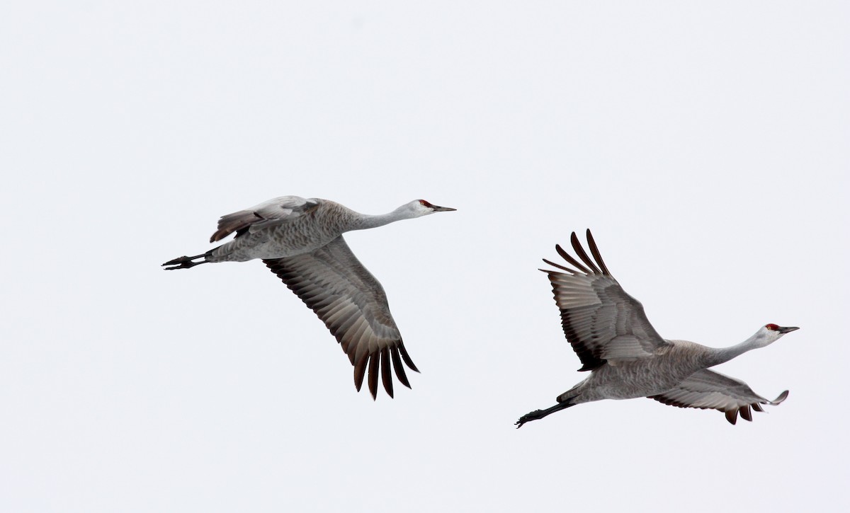 Sandhill Crane - Jay McGowan