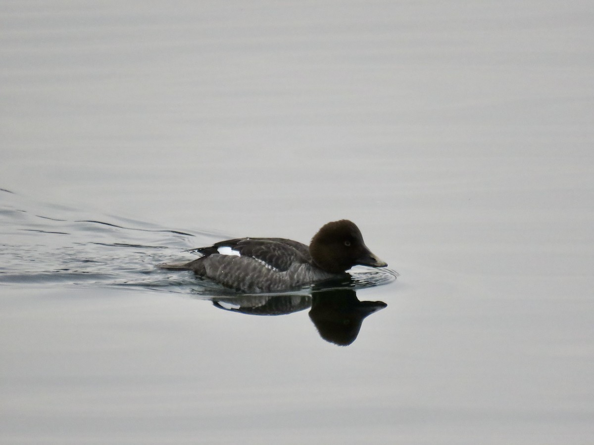 Common Goldeneye - ML533347331