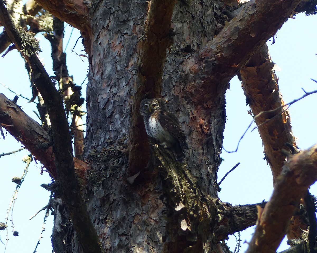 Eurasian Pygmy-Owl - ML533347571