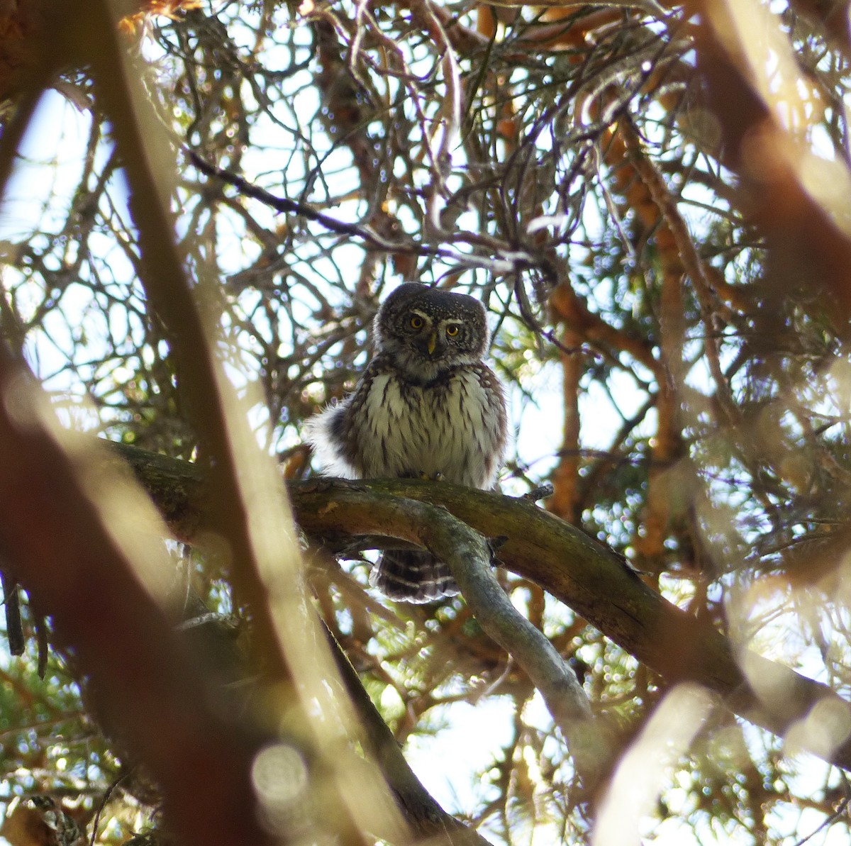 Eurasian Pygmy-Owl - ML533347581