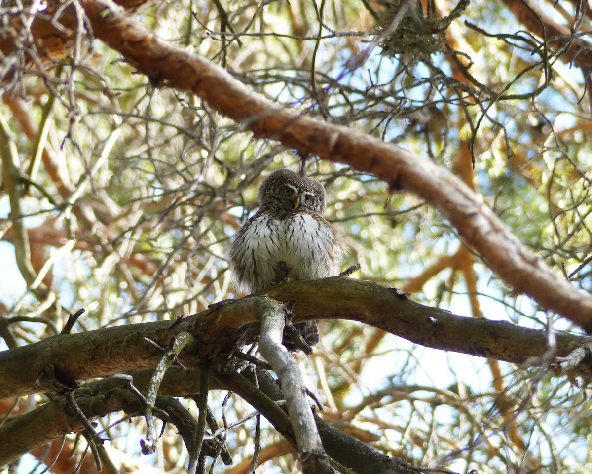 Eurasian Pygmy-Owl - ML533347591