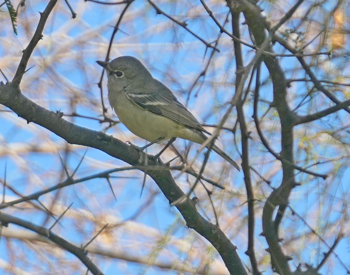 Plumbeous Vireo - ML533349591