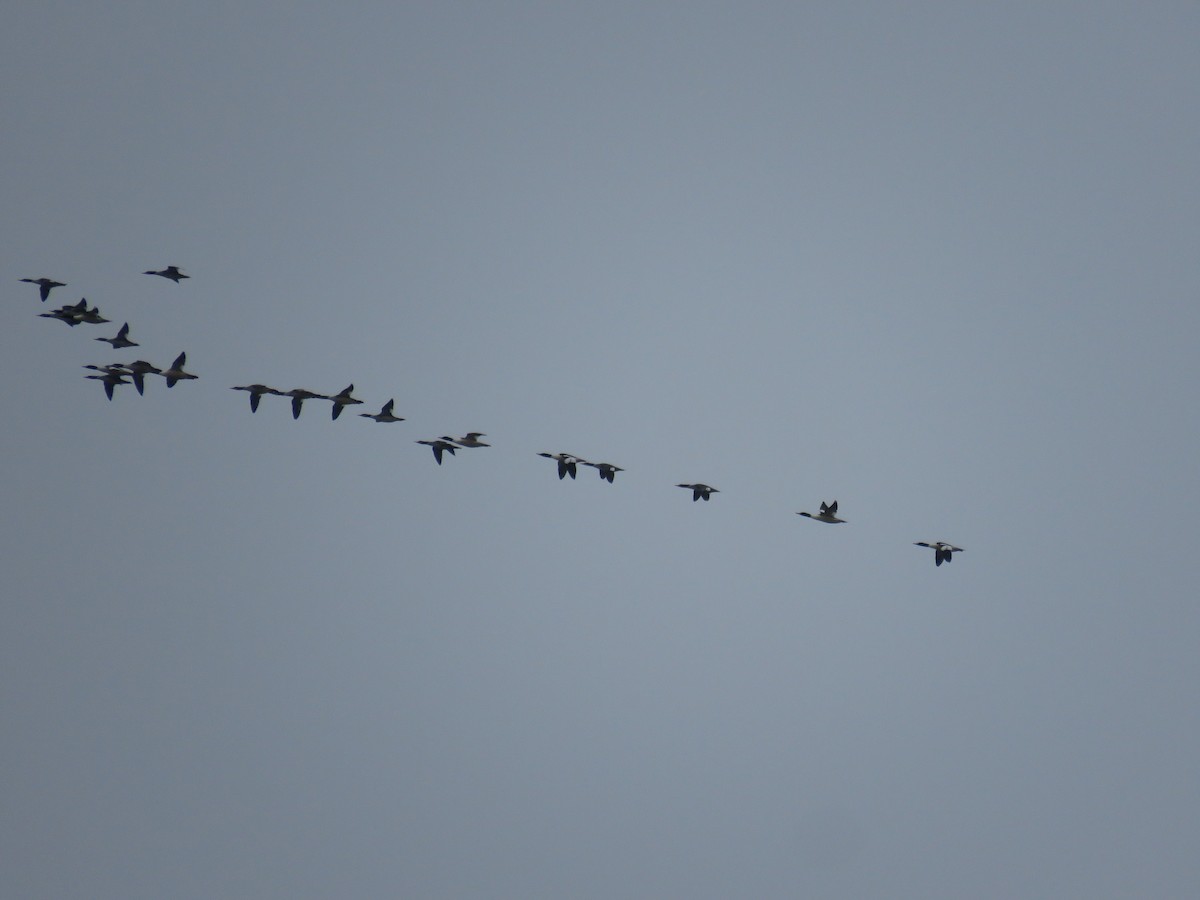 Common Merganser - ML533349691